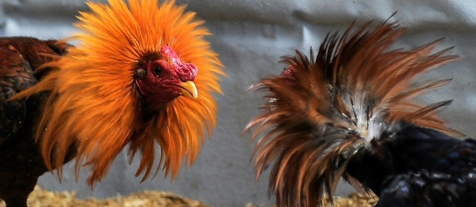 A Cuba Le Bien Etre Animal Premiere Victoire De La Societe Civile Le Point