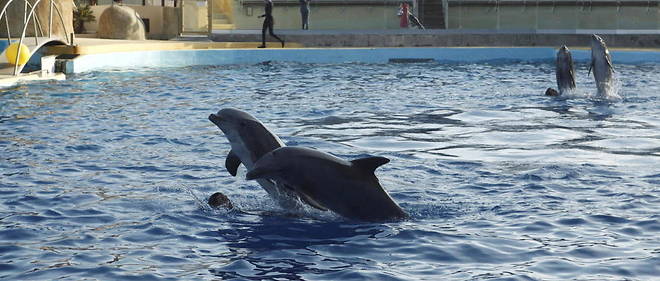 Les parcs animaliers ne pourront plus detenir de dauphins en captivite d'ici sept ans, ou << peut-etre plus >>, car la situation est << plus compliquee >>, indiquait le gouvernement en septembre. 
