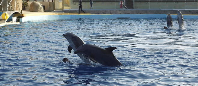 Les parcs animaliers ne pourront plus detenir de dauphins en captivite d'ici sept ans, ou << peut-etre plus >>, car la situation est << plus compliquee >>, indiquait le gouvernement en septembre. 
