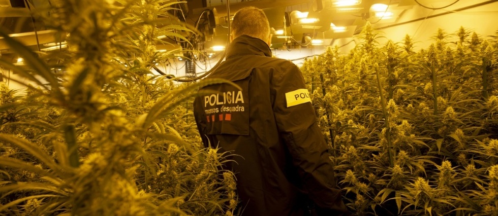 L'Espagne, la "ferme de cannabis" de l'Europe
