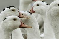 Retour de la grippe aviaire: les volailles confin&eacute;es dans 45 d&eacute;partements