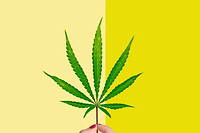 Bien-&ecirc;tre&amp;nbsp;- Cannabis Beauty