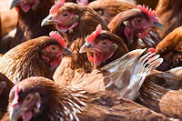 Un second cas de grippe aviaire d&eacute;tect&eacute; en France