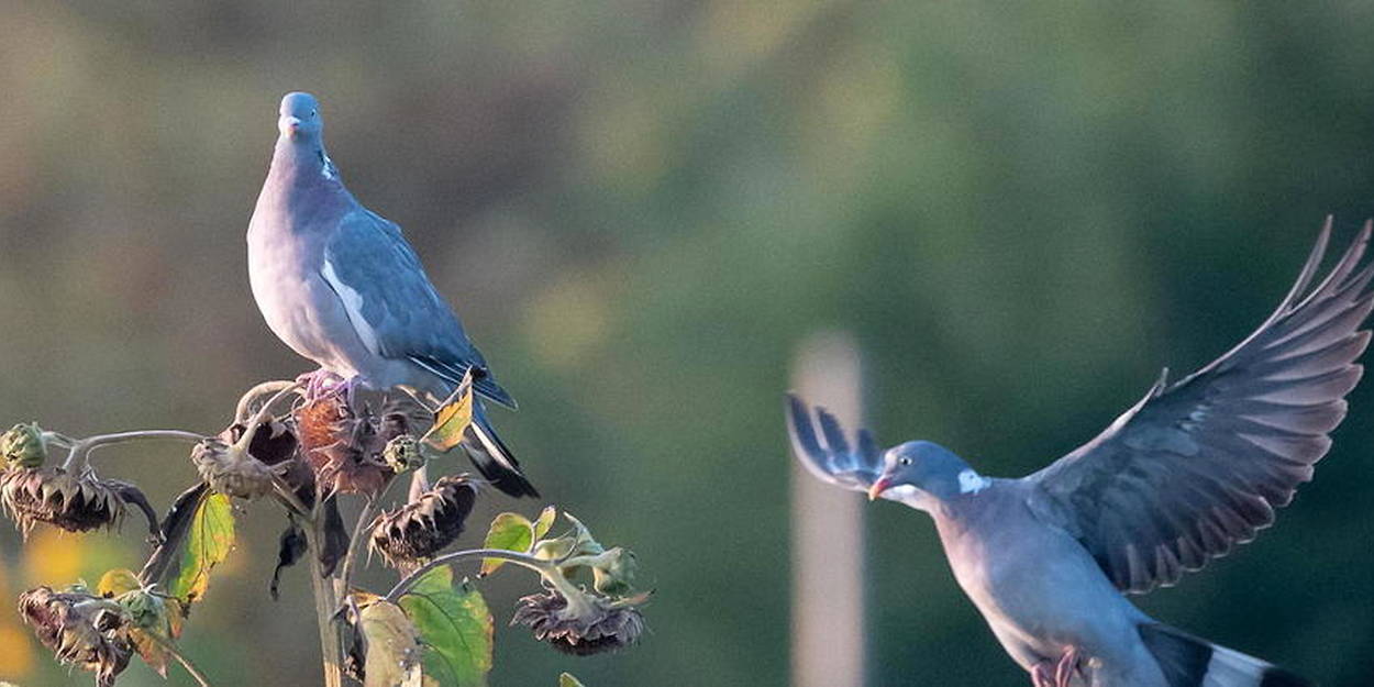 La protection des bâtiments contre les pigeons