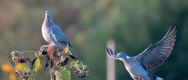 Eveillez vous : La nature apprend quand on sait l'observer même avec des pigeons 21009450lpw-21009451-article-jpg_7504172_660x281
