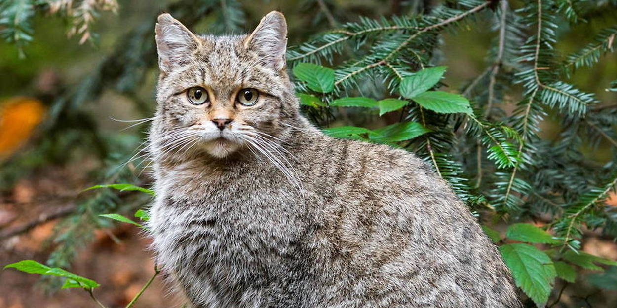 Le chat forestier d'Europe colonise l'Hérault - Le Point