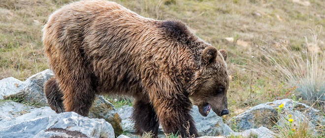 Un Ours Tue Dans Les Pyrenees Le Troisieme Depuis Le Debut De L Annee Le Point