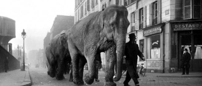L'agence Roger-Viollet, fondee en 1938, gere un fonds photographique compose de plus de 6 millions d'images. Parmi ces cliches, cette image d'elephants marchant dans les rues de Paris, en mars 1941.
