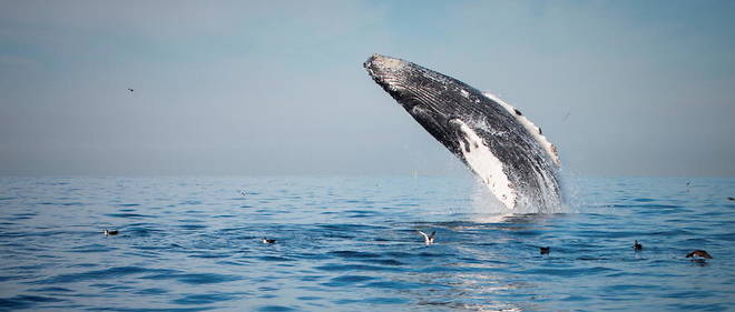Une nouvelle espece de baleine a ete decouverte au large du Mexique (illustration).
