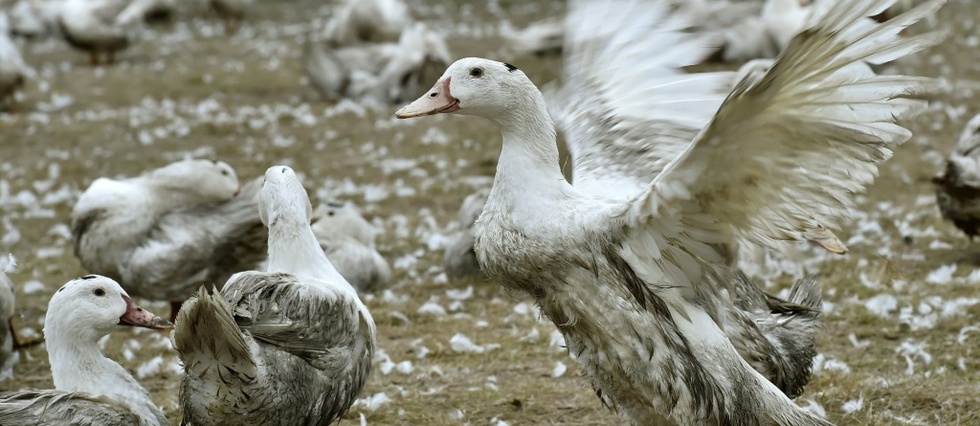 Landes: un troisieme elevage de canards touche par la grippe aviaire