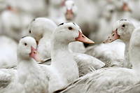 Grippe aviaire&nbsp;: deux nouveaux &eacute;levages contamin&eacute;s en France