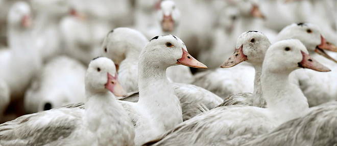 A ce jour, tous foyers confondus, un peu plus de 35 000 oiseaux ont ete abattus, dont environ 30 000 canards, selon des chiffres communiques a l'Agence France-Presse par le ministere de l'Agriculture (illustration).
