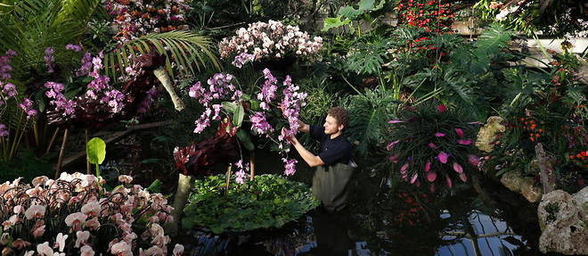 Un horticulteur, lors du Festival des orchidees, aux Jardins botaniques royaux de Kew, a Londres, en fevrier 2019. (Photo d'illustration)
