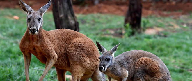 Une etude suggere que les kangourous sont capables de communiquer avec l'homme pour demander de l'aide. (Photo d'illustration)
