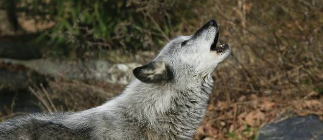 Aux Etats-Unis, les loups risquent d'etre aux abois a cause de Trump
