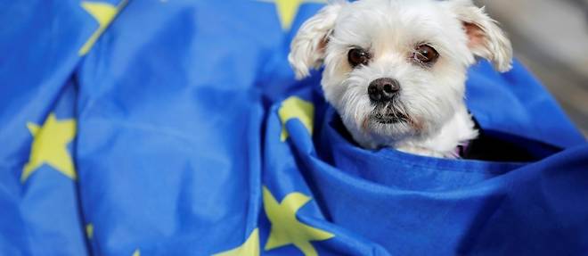 Brexit: pour les animaux britanniques, un mal de chien a voyager en Europe