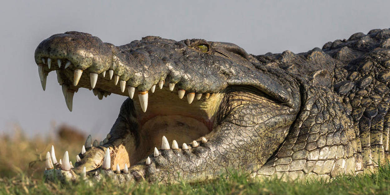 Australie Un Fugitif Retrouve Nu Dans Une Zone Pleine De Crocodiles Le Point