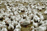 Grippe aviaire &laquo;&nbsp;hors de contr&ocirc;le&nbsp;&raquo; dans le Sud-Ouest, 350&nbsp;000 canards abattus