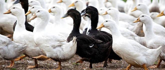 Des centaines de milliers de canards pourraient etre abattus prochainement, d'apres le ministre de l'Agriculture, Julien Denormandie. (Photo d'illustration)
