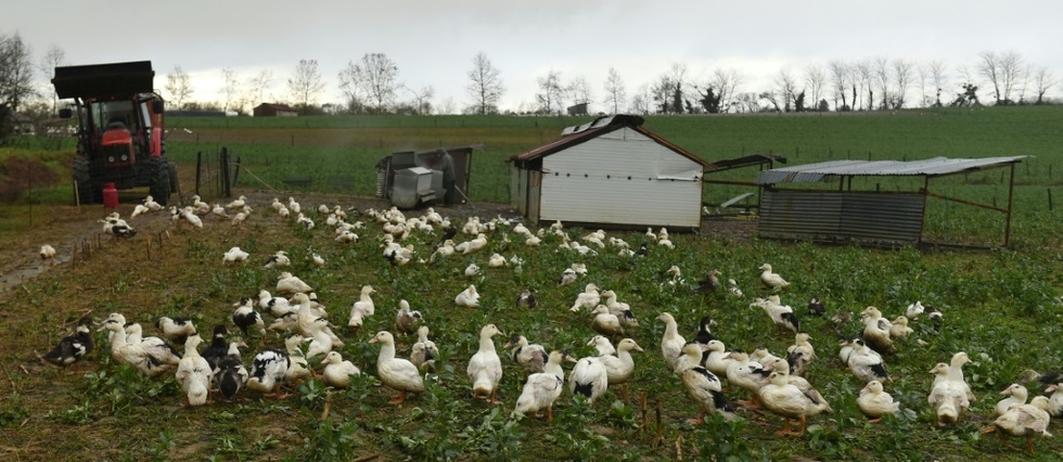 Grippe aviaire: "des centaines de milliers" de canards prochainement abattus