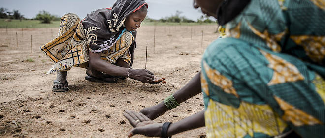 Lancee au debut de la decennie, l'oeuvre de plantation de graines tout au long du trace de la muraille n'a pas connu un developpement egal de part et d'autre. Sur cette photo, des femmes plantent des graines dans le village de Malamawa, au Niger.
