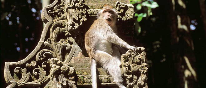 Un macaque de Bali, en Indonesie. (Photo d'illustration.) 