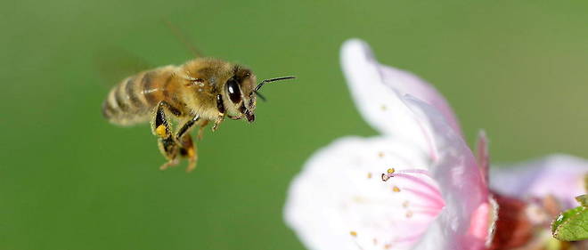 Moins d'especes d'abeilles ont ete signalees au cours des dernieres decennies. (Photo d'illustration)
