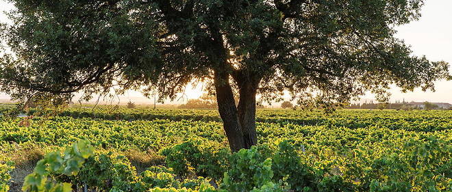 Vignoble de Gigondas dans la vallee du Rhone meridionale.
