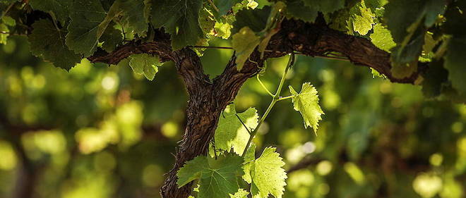 Detail de vigne, vignoble de la vallee du Rhone.
