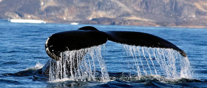 Cette nouvelle espece de baleine devrait, dans les prochaines semaines, etre inscrite comme espece en voie de disparition. 
