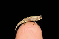 Madagascar&nbsp;: d&eacute;couverte du plus petit reptile&nbsp;connu sur Terre