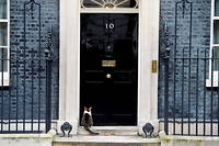 Larry, le chat qui &laquo;&nbsp;dirige&nbsp;&raquo; Downing Street