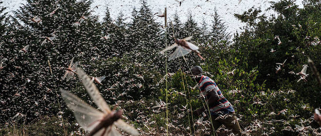 Un agriculteur local marchant dans un essaim de criquets pelerins a Meru, au Kenya. 
