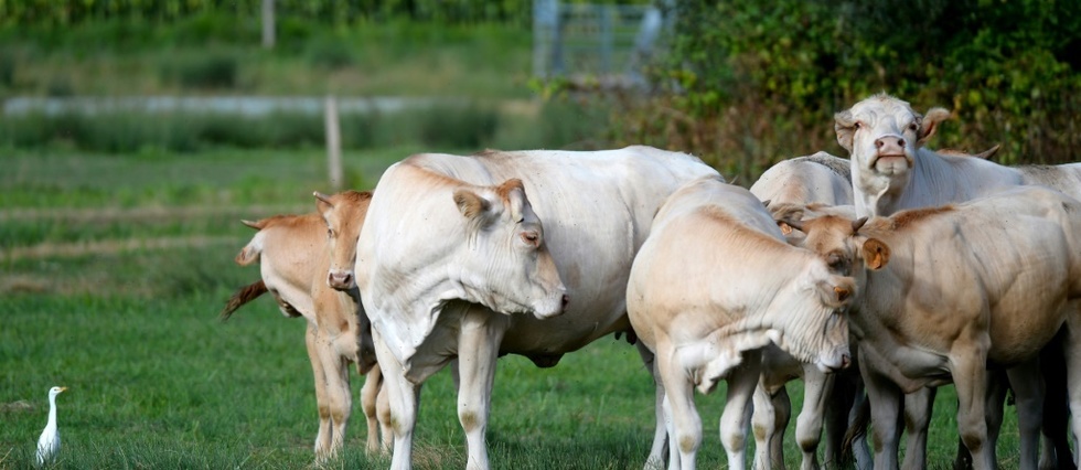 De la viande de jeune bovin dans l'assiette des ecoliers: l'appel du ministre de l'Agriculture