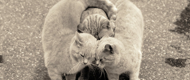 Pour le philosophe John Gray, le succes de notre cohabitation avec les chats tient essentiellement a leur capacite a se faire aimer de nous.
