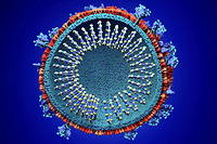 Coronavirus&nbsp;: sur les traces de l&rsquo;origine du virus