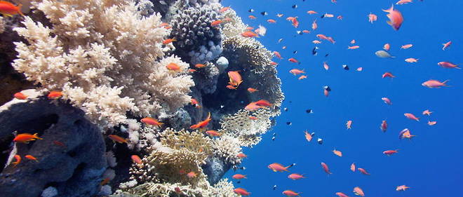 La seule facon de soigner les coraux touches est de leur appliquer un a un une pate antibiotique : un projet qui risque d'etre difficile, voire impossible (illustration).
