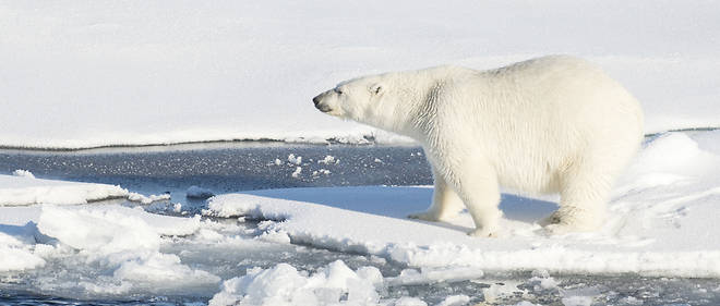 La diminution des espaces glaciers oblige les ours polaires a se depenser enormement pour rester en vie.
