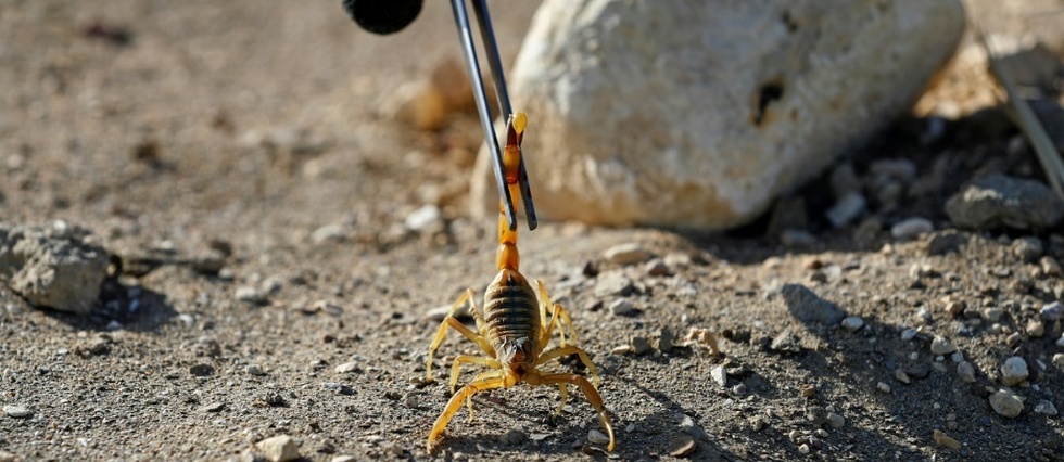 Dans le desert egyptien, le potentiel prometteur du venin de scorpion