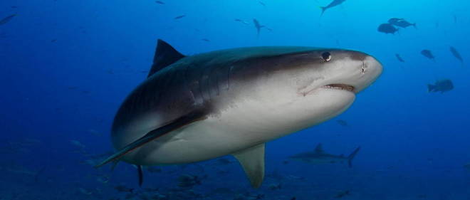 Le requin-tigre est une espece essentielle pour la repousse des algues (illustration).
