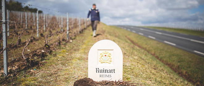 La maison Ruinart, en collaboration avec la societe Reforest'Action, s'est engagee a planter plus de 14 000 arbres sur son vignoble historique de Taissy. 
