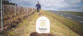 La maison Ruinart, en collaboration avec la société Reforest’Action, s’est engagée à planter plus de 14 000 arbres sur son vignoble historique de Taissy. 
