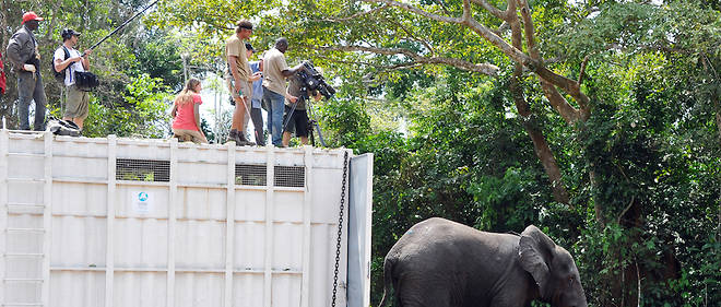 Des habitants s'attroupent le 22 janvier 2014 devant un elephant tranquillise capture par une equipe d'ONG a Daloa alors qu'il est charge dans un camion en vue de sa relocalisation dans le sud du pays. Une operation visant a deplacer une douzaine d'elephants du centre vers le sud de la Cote d'Ivoire a debute le 19 janvier 2014.
