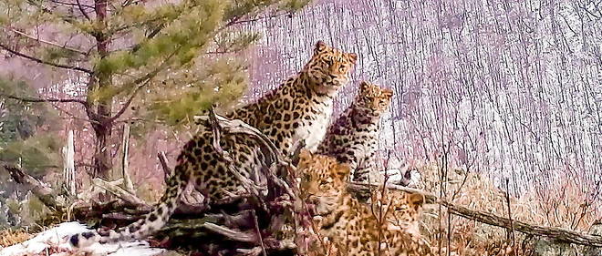 Les leopards de l'Amour, reputes pour leurs qualites de grimpeurs, sont consideres comme les grands felins les plus rares au monde et se trouvent en danger critique d'extinction.
