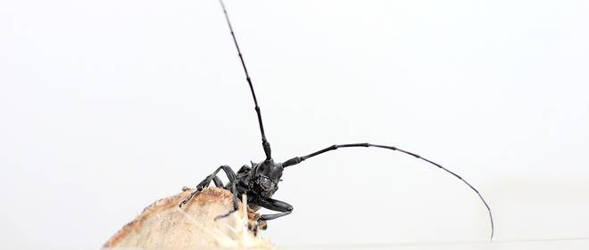 Anoplophora glabripennis, el escarabajo asiático de cuernos largos o capricornio asiático, es una especie de insectos coleópteros.