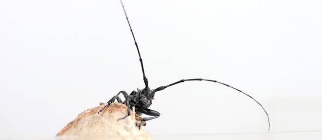 L'Anoplophora glabripennis, le longicorne asiatique ou capricorne asiatique, est une espece d'insectes coleopteres.
