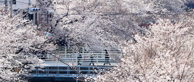 La saison de hanami (litteralement << admirer les fleurs >>) est generalement l'occasion pour les Japonais de se rassembler en groupe pour pique-niquer sous les degrades du blanc au rose des arbres.
