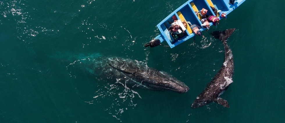 Au Mexique, observer les baleines pour oublier la pandemie
