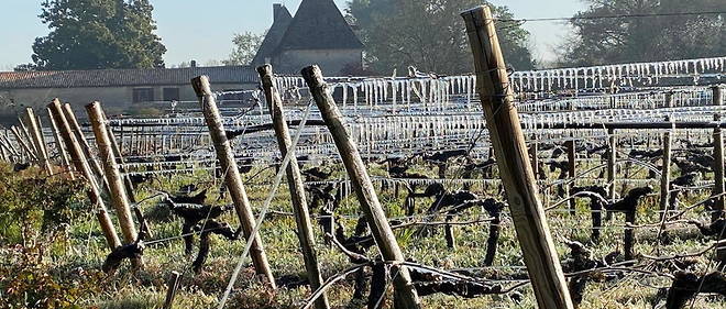Protection contre le gel par aspersion dans les vignes du chateau d'Eyran en appellation pessac-leognan.

