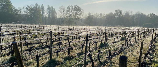 Protection des vignes contre le gel par aspersion, vignoble bordelais.
